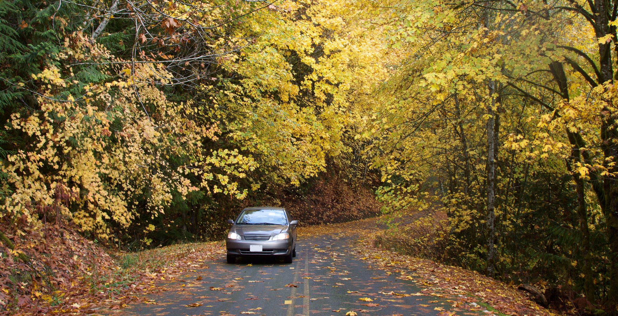 Car Paint Protection in Leaf Fall Season: Tips for Eco-Conscious